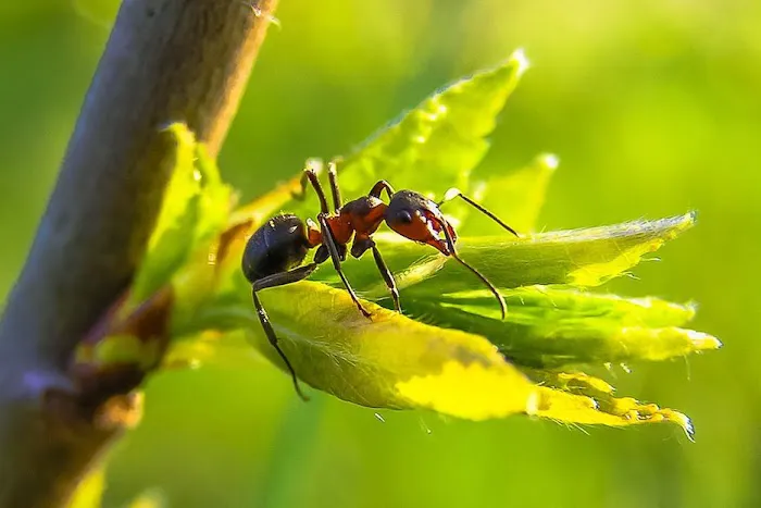 D-Bug Pest Control, Inc. Picture 7
