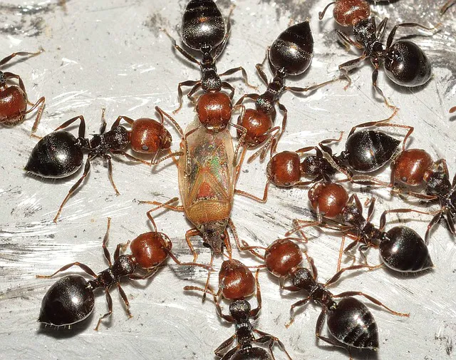 D-Bug Pest Control, Inc. Picture 1