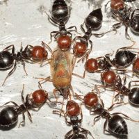 D-Bug Pest Control, Inc. ico