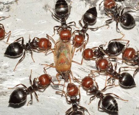 D-Bug Pest Control, Inc.