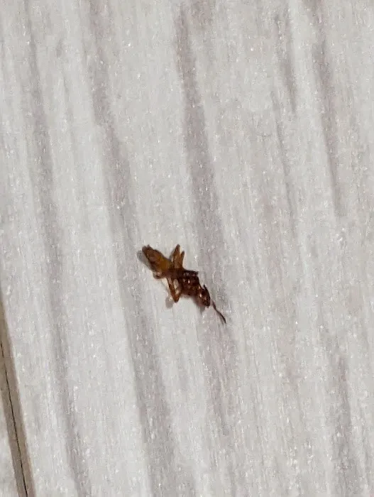 D-Bug Pest Control, Inc. Picture 10
