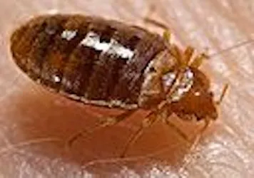 D-Bug Pest Control, Inc. Picture 6