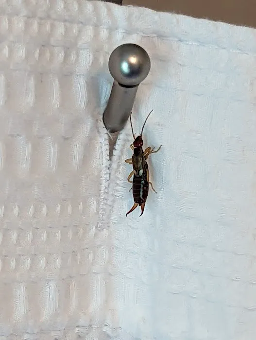 D-Bug Pest Control, Inc. Picture 2