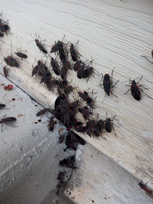 D-Bug Pest Control, Inc. Picture 2