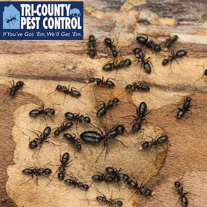 Tri-County Pest Control Picture 8