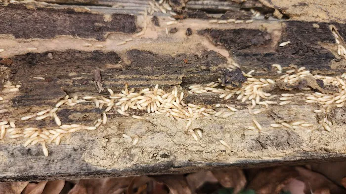 Mid-State Pest Control Picture 1