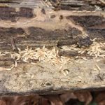 Mid-State Pest Control