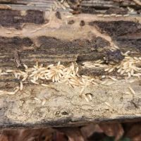 Mid-State Pest Control ico