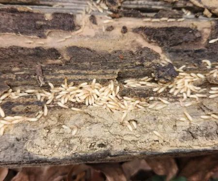 Mid-State Pest Control