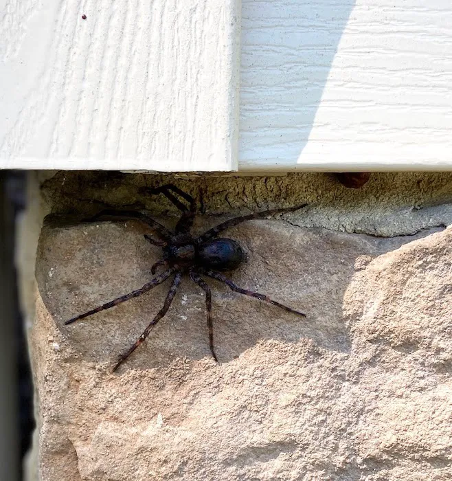 The Bug Man Termite and Pest Control Picture 5