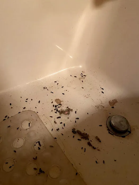 The Bug Man Termite and Pest Control Picture 4