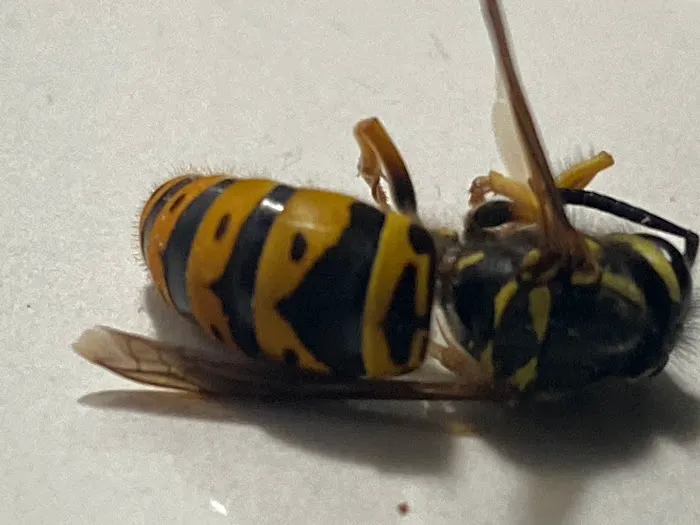 The Bug Man Termite and Pest Control Picture 1