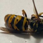The Bug Man Termite and Pest Control