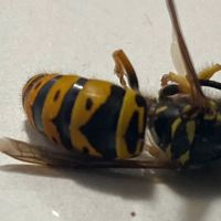The Bug Man Termite and Pest Control ico
