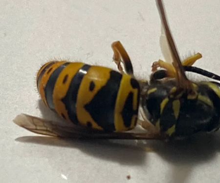 The Bug Man Termite and Pest Control