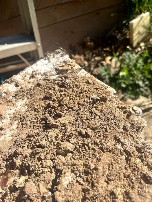 The Bug Man Termite and Pest Control Picture 10