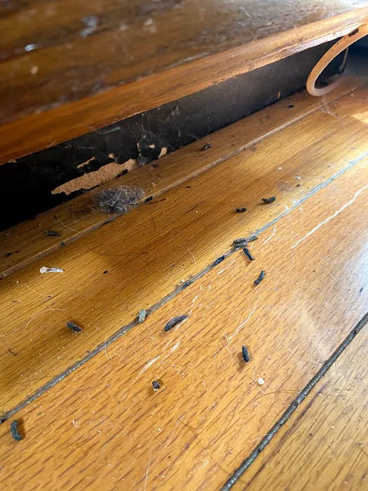 The Bug Man Termite and Pest Control Picture 7
