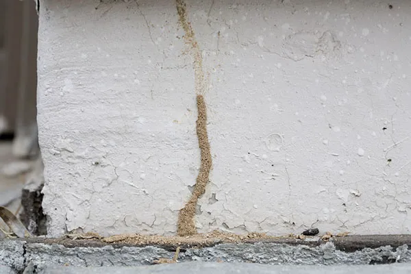 The Bug Man Termite and Pest Control Picture 2