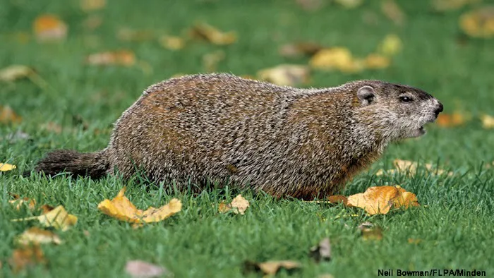 West Hills Wildlife Picture 5
