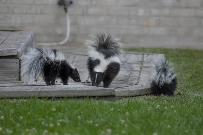 West Hills Wildlife Picture 8