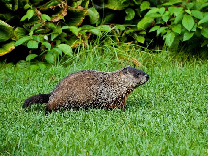 West Hills Wildlife Picture 6