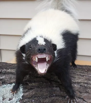 West Hills Wildlife Picture 7
