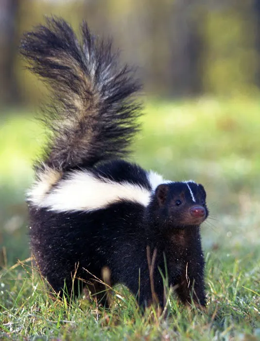 West Hills Wildlife Picture 1