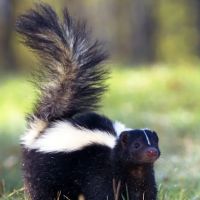 West Hills Wildlife ico