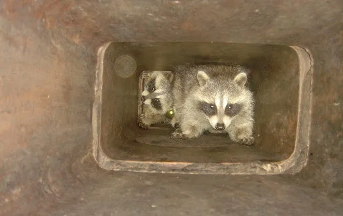 West Hills Wildlife Picture 3