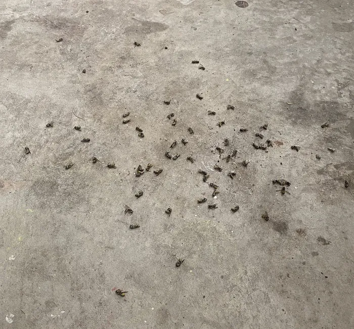 Dom's Pest Control Picture 1