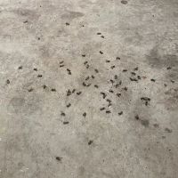 Dom's Pest Control ico
