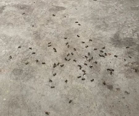 Dom's Pest Control