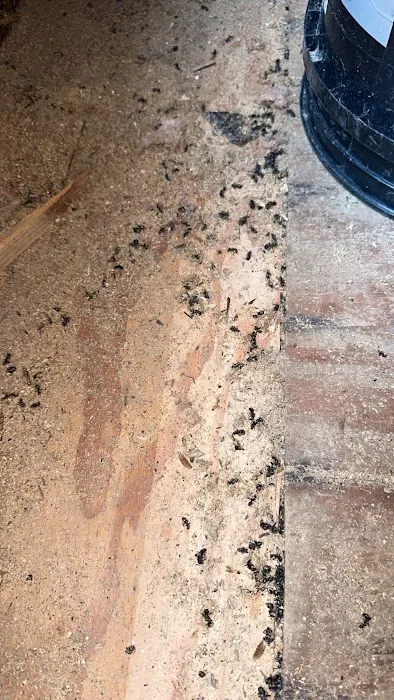 Protective Pest Management Picture 9
