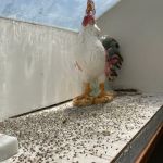 Petti Pest Control
