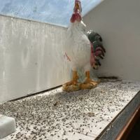 Petti Pest Control ico