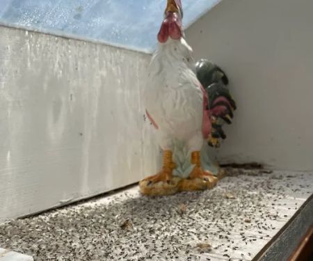 Petti Pest Control