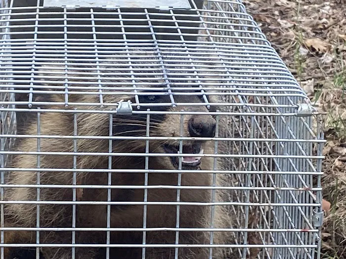 Leggett's Wildlife Services Picture 2
