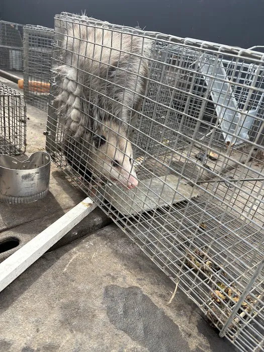 Leggett's Wildlife Services Picture 1