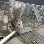 Leggett's Wildlife Services