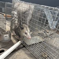 Leggett's Wildlife Services ico