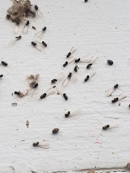 Petti Pest Control Picture 1