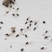 Petti Pest Control ico