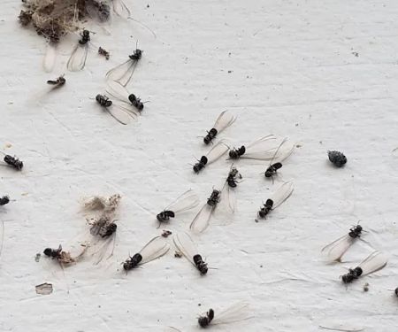 Petti Pest Control