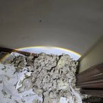 SafeGuard Pest Pros