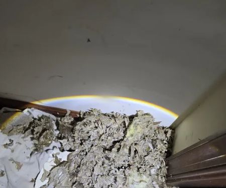 SafeGuard Pest Pros
