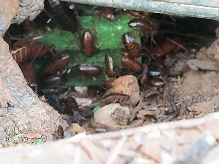 Orkin Picture 10