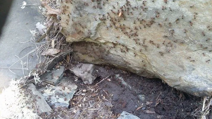 Delta Pest Solutions Picture 4