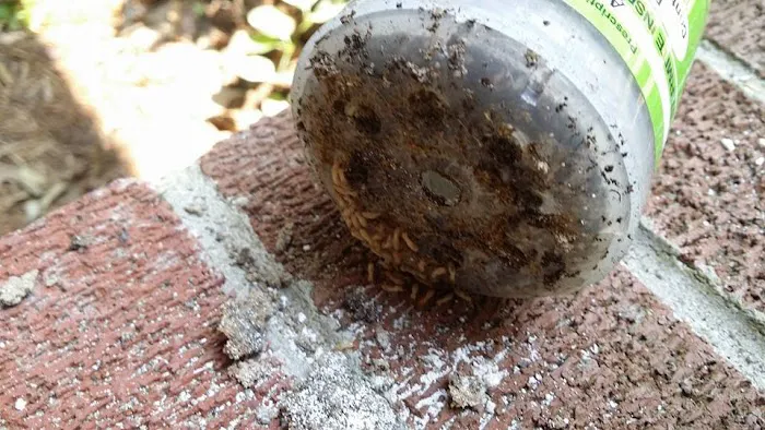 Delta Pest Solutions Picture 2