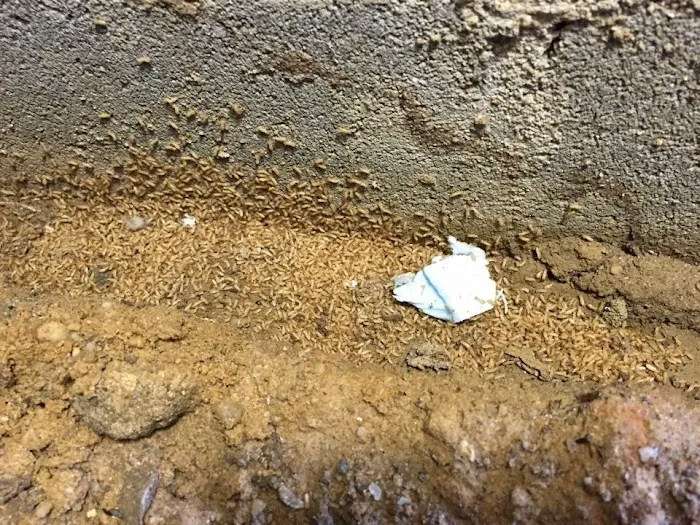 Cox Termite & Pest, LLC. Picture 6