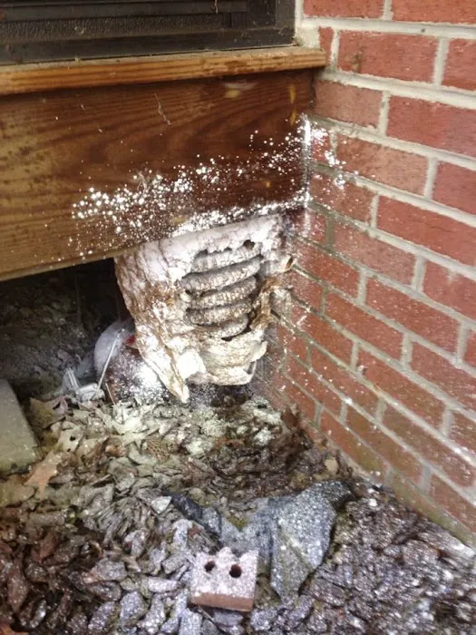 Cox Termite & Pest, LLC. Picture 2